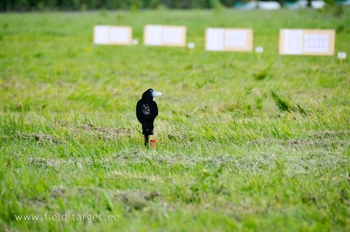 Shot-off Crow